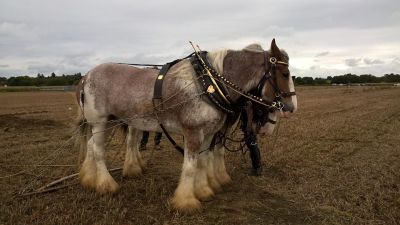 Chobham Ploughing Match 2017 Madge & Dolly
