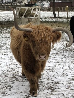 Buttercup 24 years old RIP, A feisty Highlander
