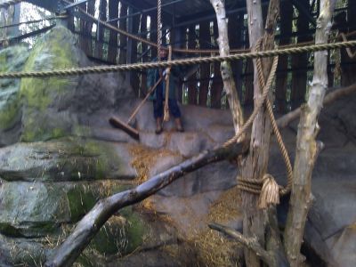 Cleaning out gorilla cages at Chessington World of Adventure
