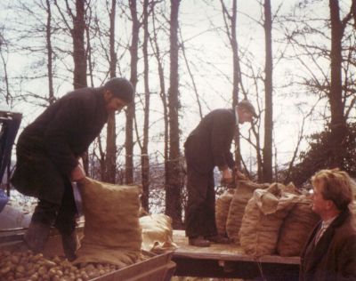 George Weller, Freddy Mills, Gerald Rayner sowing Potatoes at Sutton 1970s

