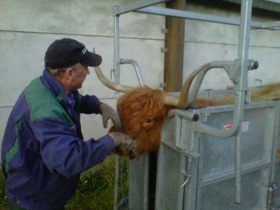 Cow getting a haircut

