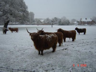 Highland Cattle built for snow
