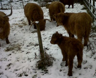 Calf Not Appreciating the Snow
