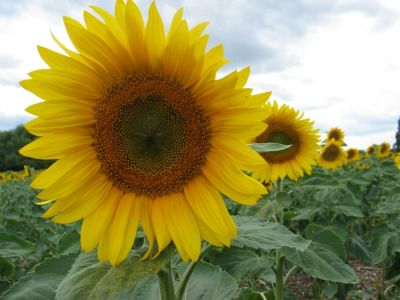 Sunflower close up
