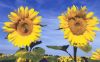 sunflower1~0.jpg